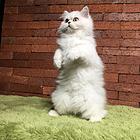 威海纯种金吉拉猫舍 正规猫舍家庭式繁育