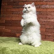 咸宁纯种金吉拉猫舍 正规猫舍家庭式繁育