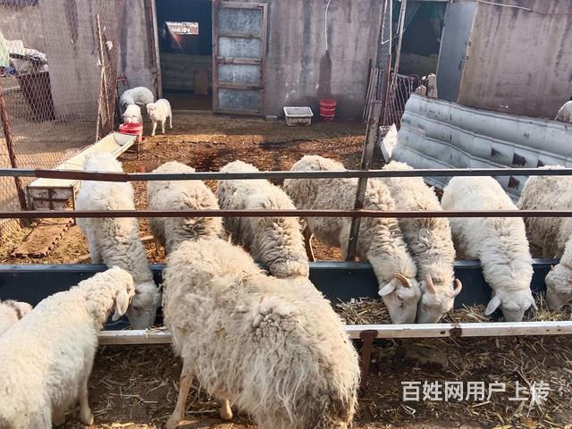 出售繁殖母羊的图片