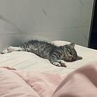 长毛狸花猫