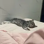 长毛狸花猫