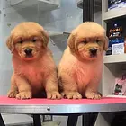 周口的宠物店靠谱如何买到纯种狗