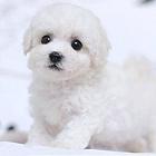 北京比熊犬舍推荐北京哪里卖纯种小体比熊幼犬