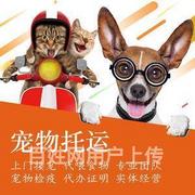 宁波宠物托运猫狗空运陆运邮寄全程视频