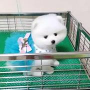 烟台本地养殖茶杯犬靠谱狗场地址_茶杯犬一般什么价位