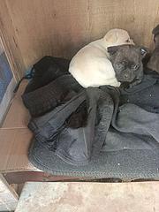 本人家有宠物小法斗犬狗要出售，