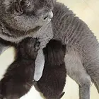 永州自家繁育美短小猫崽身体健康提前预约