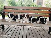 鞍山哪里有卖边牧犬，边牧犬市场价格
