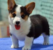 唐山柯基怎么卖 纯种柯基犬 柯基犬价格 柯基犬幼犬