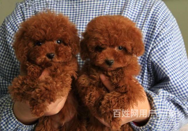 纯种泰迪犬价格 玩具体泰迪 精品泰迪犬 送喂养教材