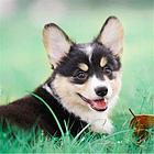 长春【*推荐】柯基犬舍‖柯基养殖场