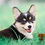 通化正规柯基犬舍地点联系方式