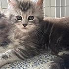 缅因猫