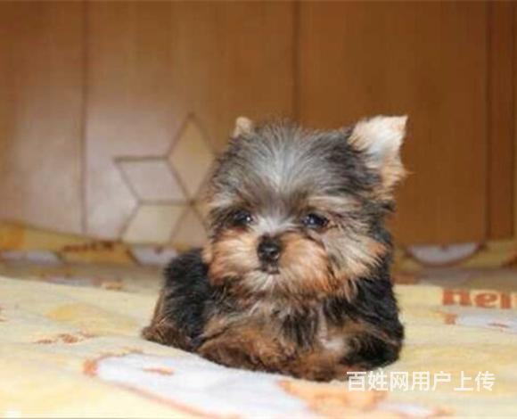 赤峰哪里卖约克夏狗狗 约克夏多少钱一只的图片