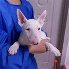 实拍现货视频一牛头梗幼犬保健康保纯种签协议