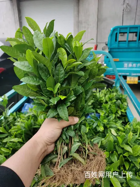 奶白茶茶苗 自产自销 品质保证 安吉奶白茶的图片