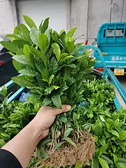 奶白茶茶苗 自产自销 品质保证 安吉奶白茶