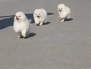 哈多利版博美幼犬 健康有保障