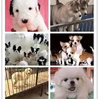 舟山犬舍地址卖狗的地方