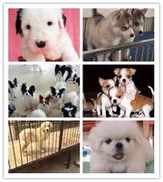 池州犬舍位置狗狗价格