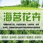安顺哪里有卖黑麦草草籽厂家