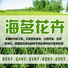 孝感新的早熟禾草籽价格