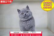 哪里有英短蓝猫卖的 蓝猫怎么养 英短蓝猫多少钱