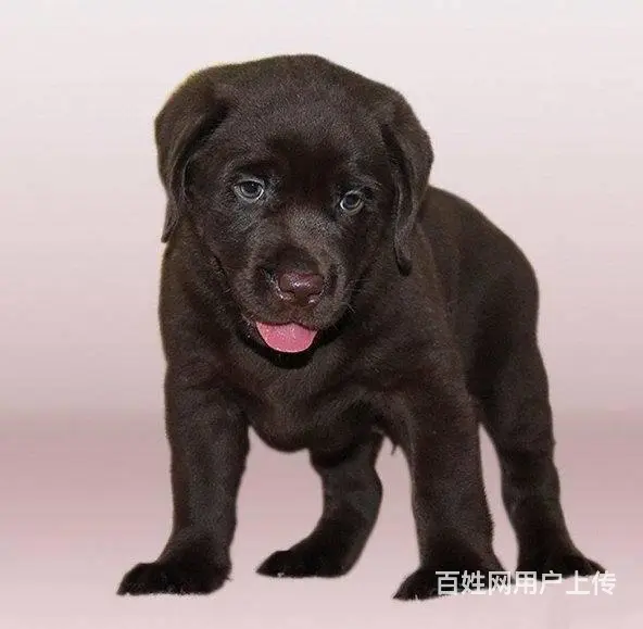 哪里有卖拉布拉多犬 拉布拉多价格拉布拉多图片的图片