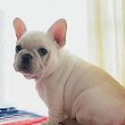 纯种赛级法国斗牛犬 证品质健康 颜色齐全