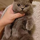 自家英短蓝猫生的小蓝猫和纯白.活泼.可爱.粘人