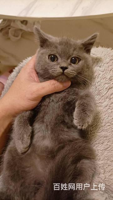 自家英短蓝猫生的小蓝猫和纯白.活泼.可爱.粘人的图片