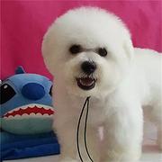安庆哪里可以买到精品比熊犬 比熊连锁店