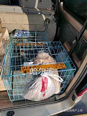 包头市宠物托运-包头市活体运输