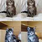 个人繁育精品缅因小猫常年批发