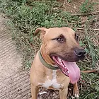出售比特犬