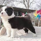 池州边境牧羊犬，智商*高犬，【益帆边境犬舍