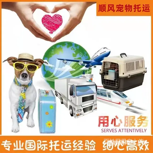 焦作沁阳宠物托运（猫狗）活体邮寄快递（2022宠物运输 ）今的图片