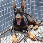 杜宾犬舍德系杜宾幼犬 大骨量黑色和红色公母均有