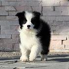 纯种高品质边牧幼犬出售 疫苗驱虫 保证健康可签协议