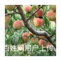 出售占地山楂树 山桃树 樱桃树的图片