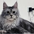 昆明纯种缅因猫猫舍 正规猫舍家庭式繁育