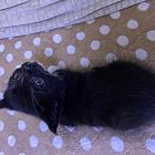 可爱猫咪寻铲屎官