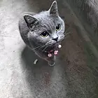 没空照看，速来