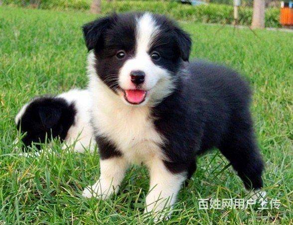 南通cku认证犬舍 南通本地直销纯种【边境牧羊犬 南通启东狗狗