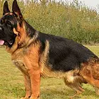 宽嘴大头德牧  锤系德牧价格 专业锤系德牧犬舍