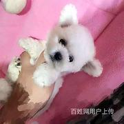 商丘泰迪狗便宜多少钱同城卖泰迪的