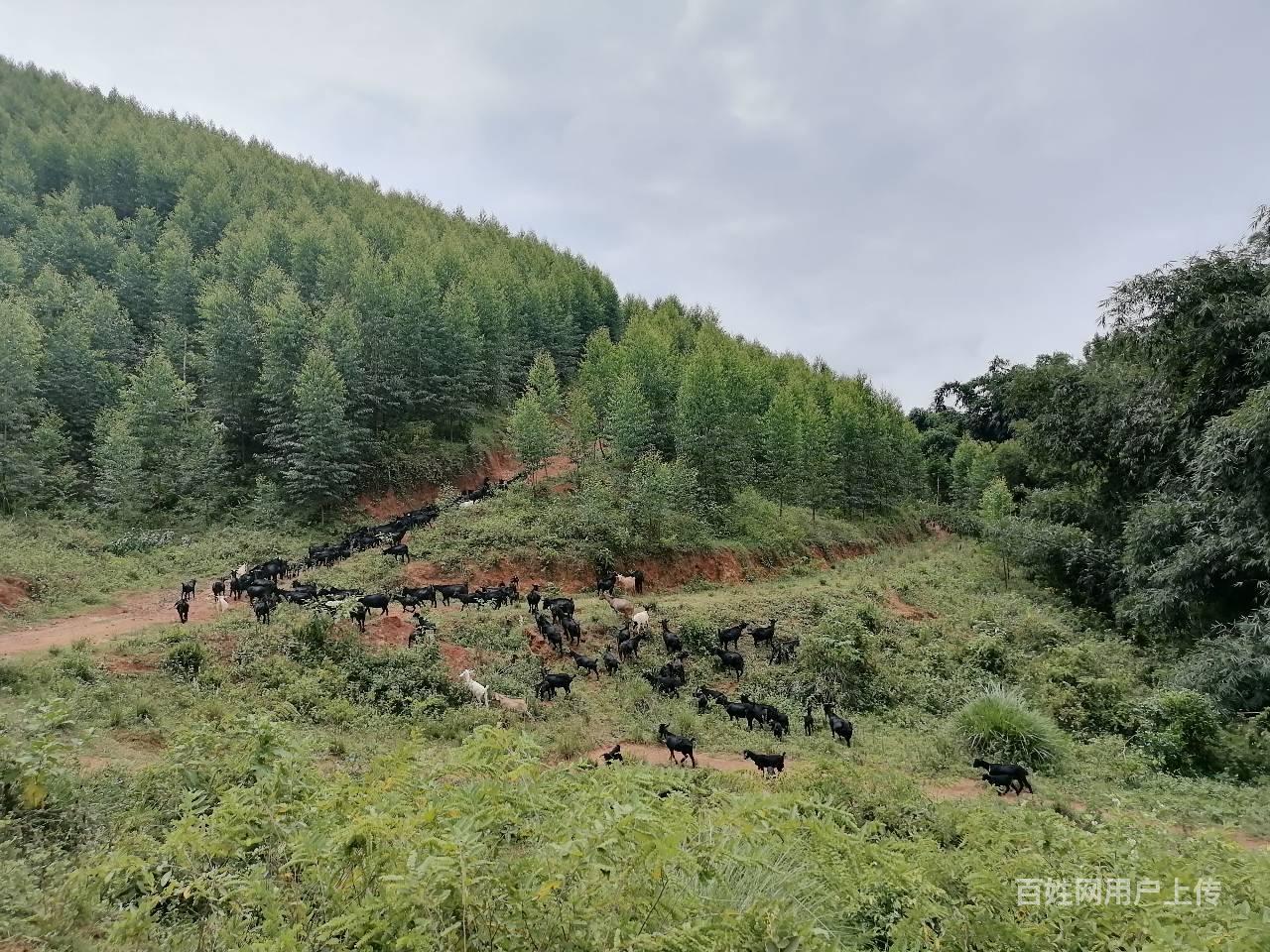 广东黑山羊