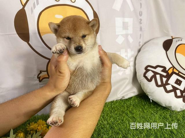 柴犬犬舍宠物级幼犬血统纯正柴犬幼犬