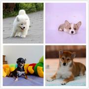 黄石犬舍地址卖狗的地方