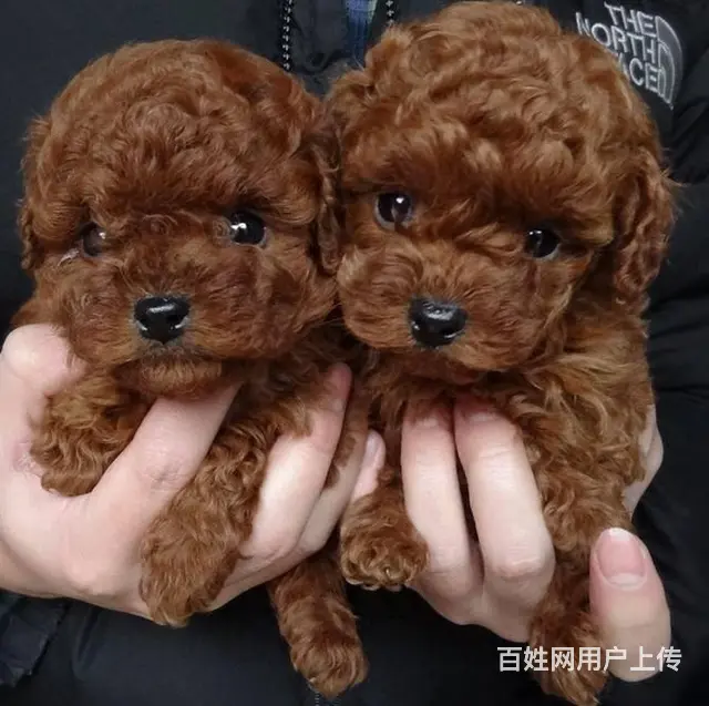 北京泰迪犬多少钱一只 茶杯泰迪价格 泰迪犬怎么卖的图片
